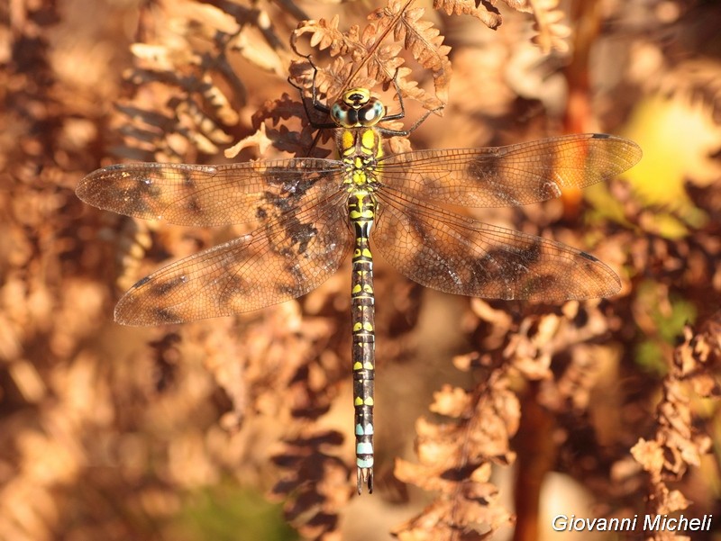 Aeshna cyanea, maschio